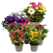 Celosia mix, Aster, Chrysant of Kalanchoë